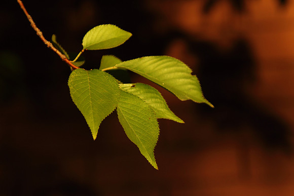 A branch with green leaves