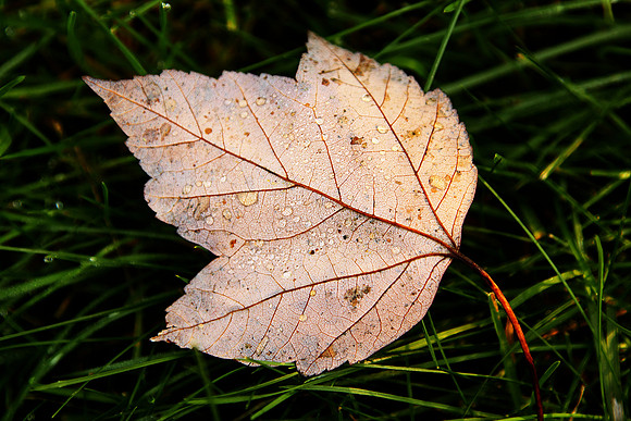 Leaf with dew on grass