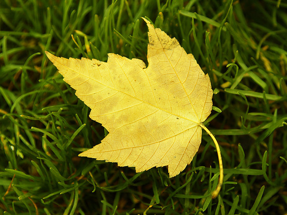 Bright yellow leaf on grass