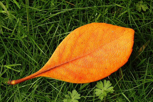 Orange leaf over green grass