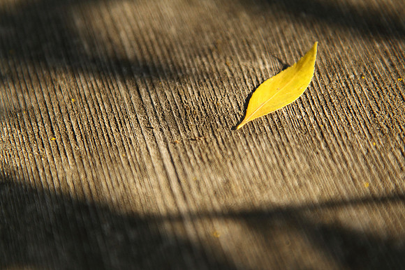 Yellow leaf on wooden surface